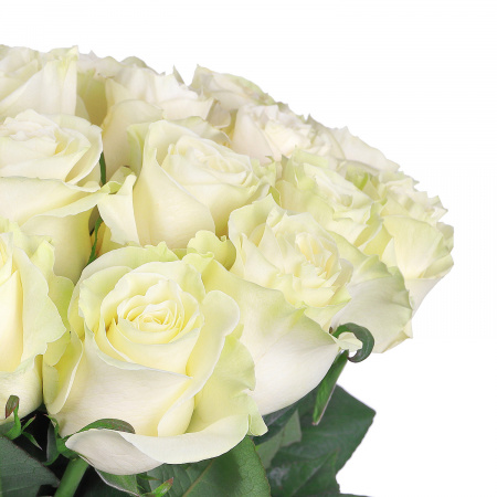 Букет 25 роз Эквадор, бело-зеленые